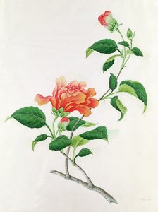 槿 作者 格奥尔格·狄奥尼修斯·埃雷特