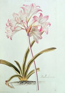 百合：百合颠茄从特鲁的花园Nitidissumus 1，1750（pl.12）