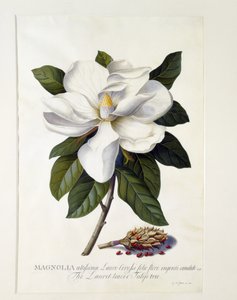 Magnolia grandiflora，c.1743（手工彩色雕刻）
