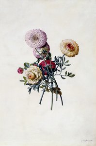 混合Ranunculas，c.1743（手工彩色雕刻） 作者 格奥尔格·狄奥尼修斯·埃雷特