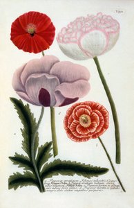 Papaver，1737年手绘版画。