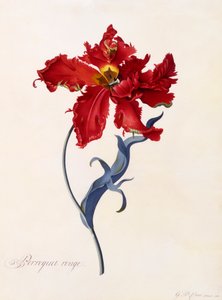 Perroquet Rouge，约1744年手绘版画。