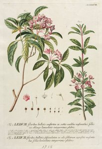 选择植物：否38。 作者 格奥尔格·狄奥尼修斯·埃雷特