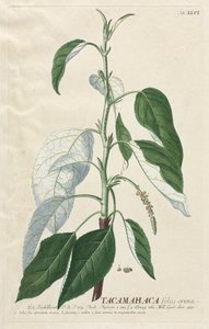 选择植物：否46  -  Tacamahaca。 作者 格奥尔格·狄奥尼修斯·埃雷特