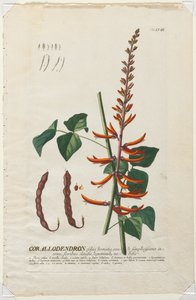 选择植物：否58  -  Corallodendron。 作者 格奥尔格·狄奥尼修斯·埃雷特
