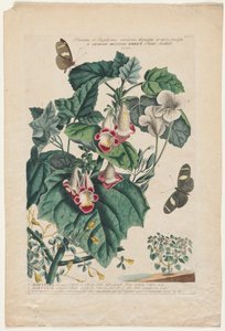 珍稀植物和蝴蝶：马丁，1748。