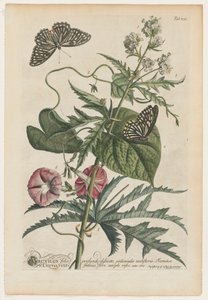 珍稀植物和蝴蝶号7，1748。