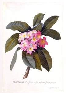 Plumeria，约1744年手绘版画。