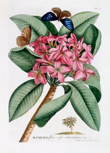 Plumeria，约1749年手绘版画。