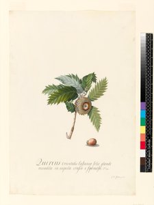 Quercus Orientalis，1742年（wc和vellum上的bodycolour）
