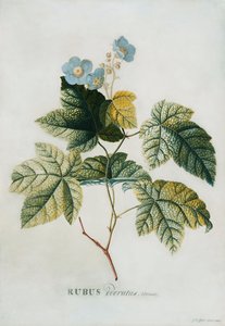 鲁布斯（1744）