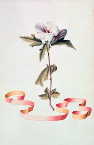 白芙蓉 作者 格奥尔格·狄奥尼修斯·埃雷特