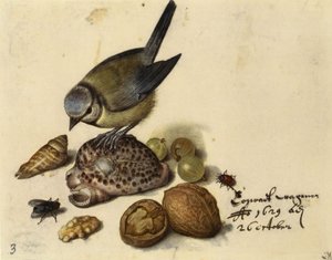 蓝色山雀、贝壳、水果和昆虫的静物，1629年。