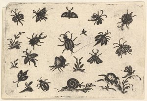 昆虫和植物的小图案，1596年。 作者 乔治·赫尔曼