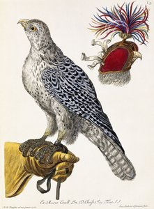 猎鹰，板3，从“自然喜悦：选择”，1771 作者 乔治·沃尔夫冈·克诺尔