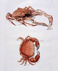 龙虾和螃蟹的插图 作者 乔治·沃尔夫冈·克诺尔