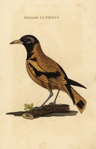 奥杜邦的黄鹂或黑头黄鹂，Icterus graduacauda