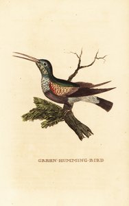 Black-bellied hummingbird, Eupherusa nigriventris, female 作者 乔治（后）爱德华兹