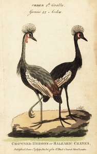 黑冠鹤，Balearica pavonina