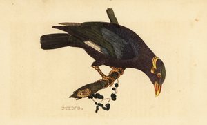 领八哥, Acridotheres albocinctus 作者 乔治（后）爱德华兹