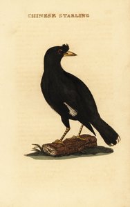 凤头鹦鹉, Acridotheres cristatellus