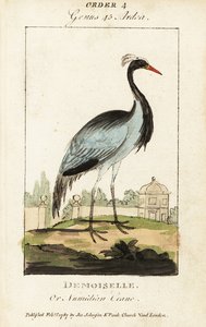 Demoiselle 或 Numidian 起重机，鹤处女座