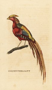 金雉, Chrysolophus pictus