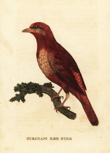Guianan red cotinga, Phoenicircus carnifex 作者 乔治（后）爱德华兹