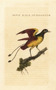 天堂鸟王, Cicinnurus regius