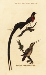 长尾天堂鸟（Vidua paradisaea）和红嘴蜂鸟（Selasphorus rufus）。 作者 乔治（后）爱德华兹