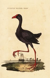 Purple swamphen, Porphyrio porphyrio 作者 乔治（后）爱德华兹