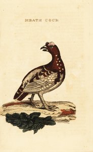 云杉松鸡, Falcipennis canadensis canace 作者 乔治（后）爱德华兹