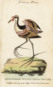 金合欢树, Jacana jacana 作者 乔治（后）爱德华兹