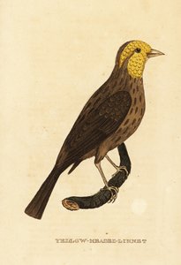 Yellow grosbeak, Pheucticus chrysopeplus 作者 乔治（后）爱德华兹