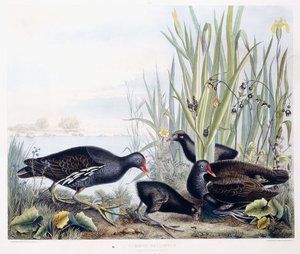 Common Gallinule (Moorhen)（雄性、雌性和幼雏），c.1841（手工上色雕刻） 作者 乔治（后）盾牌