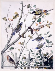 红胸（知更鸟）、大山雀（雄性和雌性）和蓝山雀（雄性和雌性），c.1841（手工上色雕刻） 作者 乔治（后）盾牌