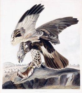粗腿鵟（雌性），约 1841 年（手绘雕刻） 作者 乔治（后）盾牌
