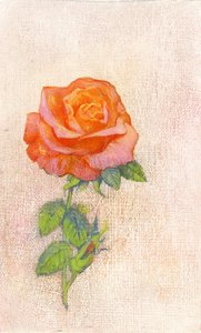 1980年代的Pale Rose（gessoed硬质纤维板上的水粉） 作者 乔治·亚当森