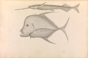乔治-安森准将环球航行记事 作者 乔治·安森