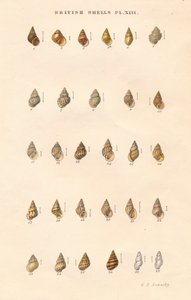 英国炮弹，c1859。 作者 乔治·布雷廷汉姆·索尔比