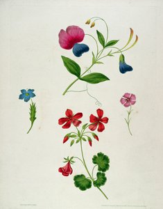 “花卉绘画新论，或每位女士自己绘画大师”的插图，1816年（彩色印刷点画雕刻，手工着色）