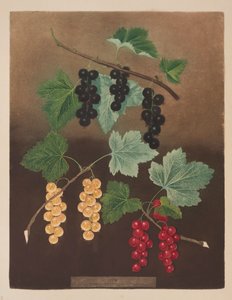 黑醋栗：来自“Pomona Britannica”（彩色石版画）的黑醋栗和大荷兰红白醋栗（pl.5）