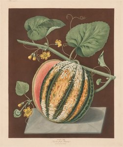 Pomona Britannica：不。 64-猩红的罗马娜瓜（Scarlet Flesh Romana Melon），1812年。