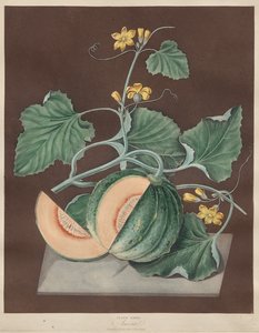 不列颠波莫纳》：第 71 期 - Amicua（甜瓜）
