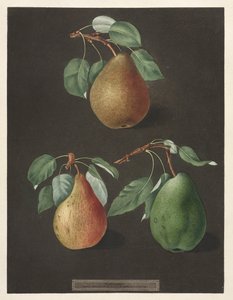 Pomona Britannica：No. 82-Pears，1807。