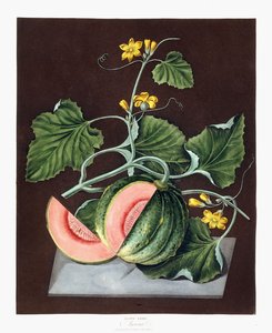 南瓜，1812年