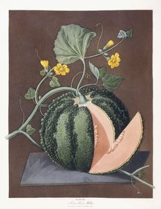 银石瓜，1812年