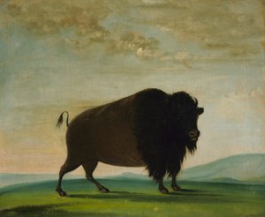 水牛，在草原上放牧，1832-1833年。 作者 乔治·卡特琳