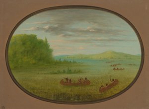 采集野米--温尼贝戈，18611869。 作者 乔治·卡特琳