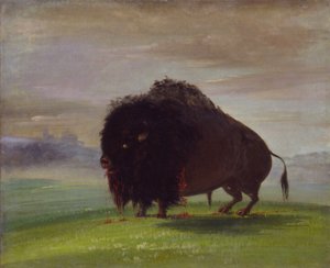 受伤的水牛，把他的血洒在草原上，1832-1833。 作者 乔治·卡特琳